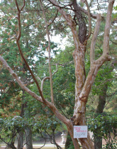 香山公園のさるすべりの木