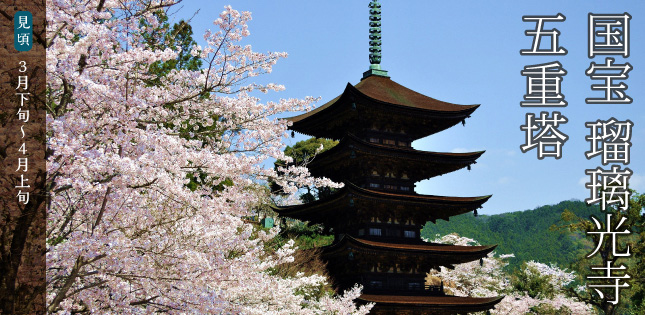 国宝瑠璃光寺五重塔・桜