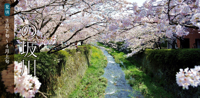 一の坂川・桜