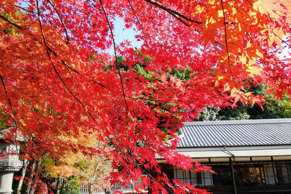 山口市菜香亭