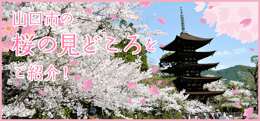山口市の桜スポットを紹介します