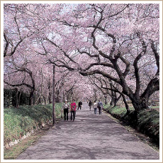 徳佐八幡宮のしだれ桜（とくさはちまんぐうのしだれざくら）