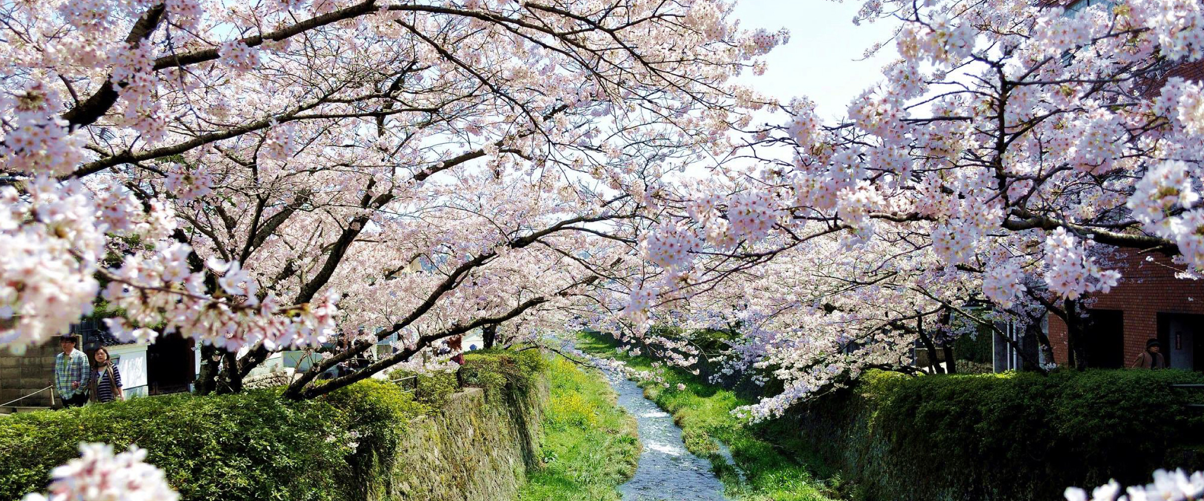 一の坂川/桜