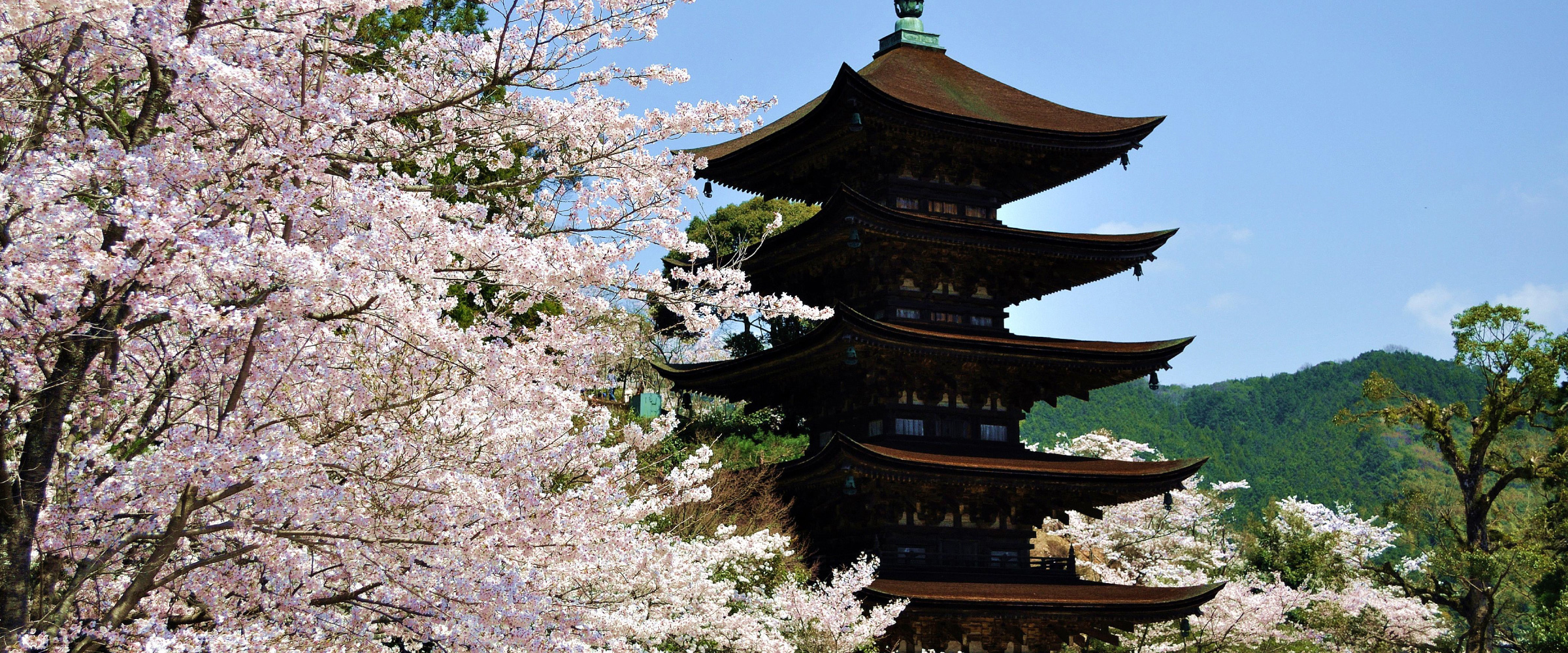 国宝 瑠璃光寺五重塔/桜