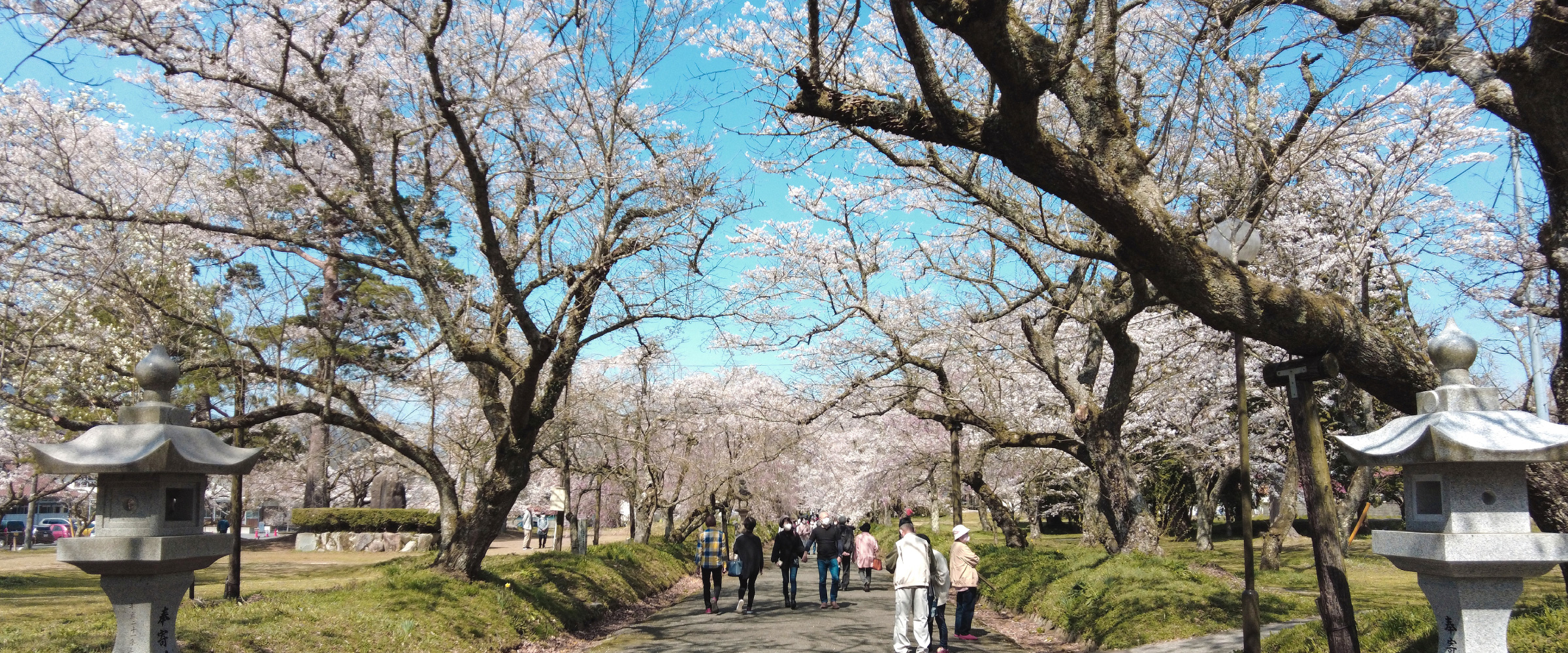 徳佐八幡宮のしだれ桜