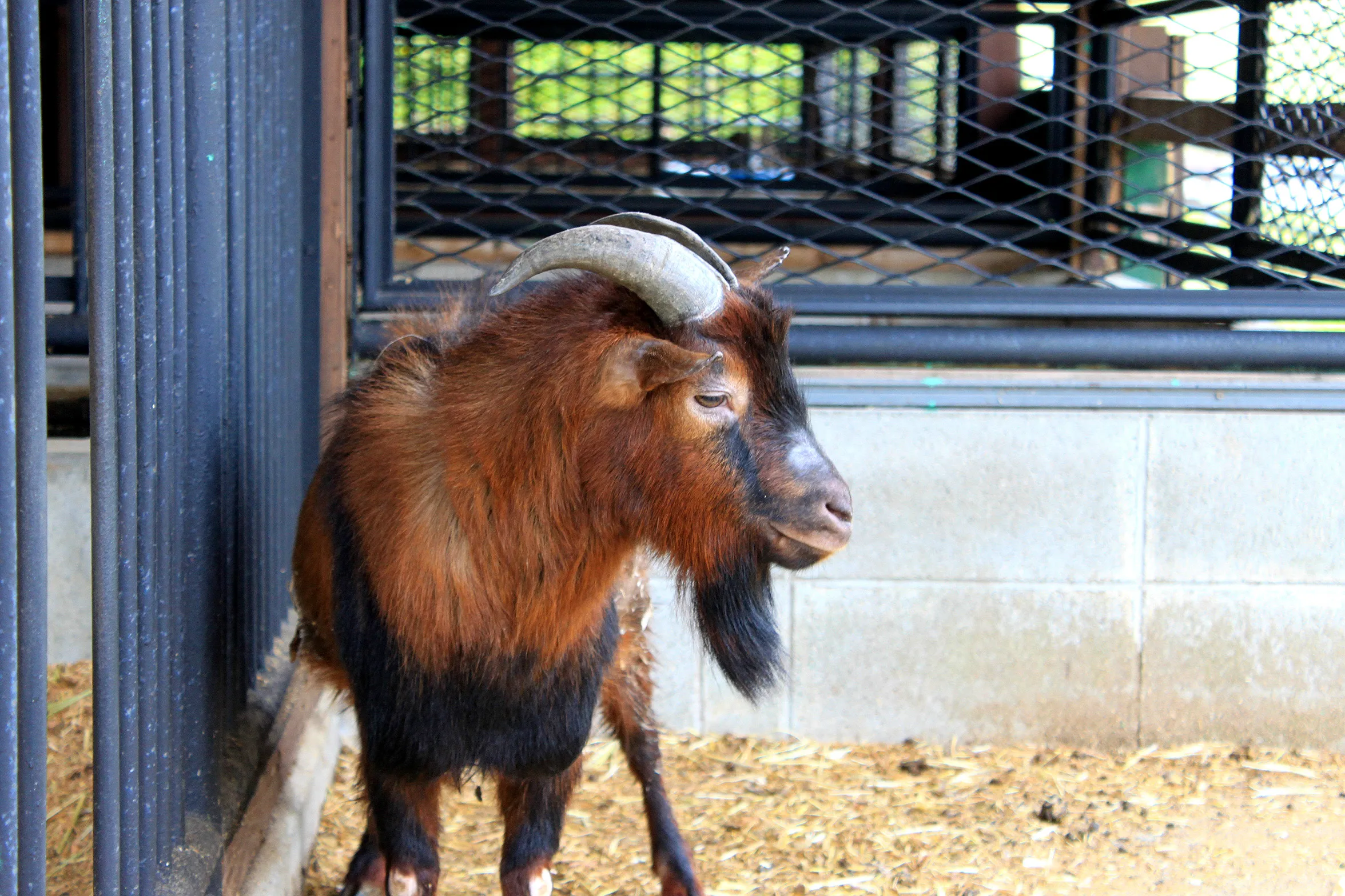 船方牧場の動物