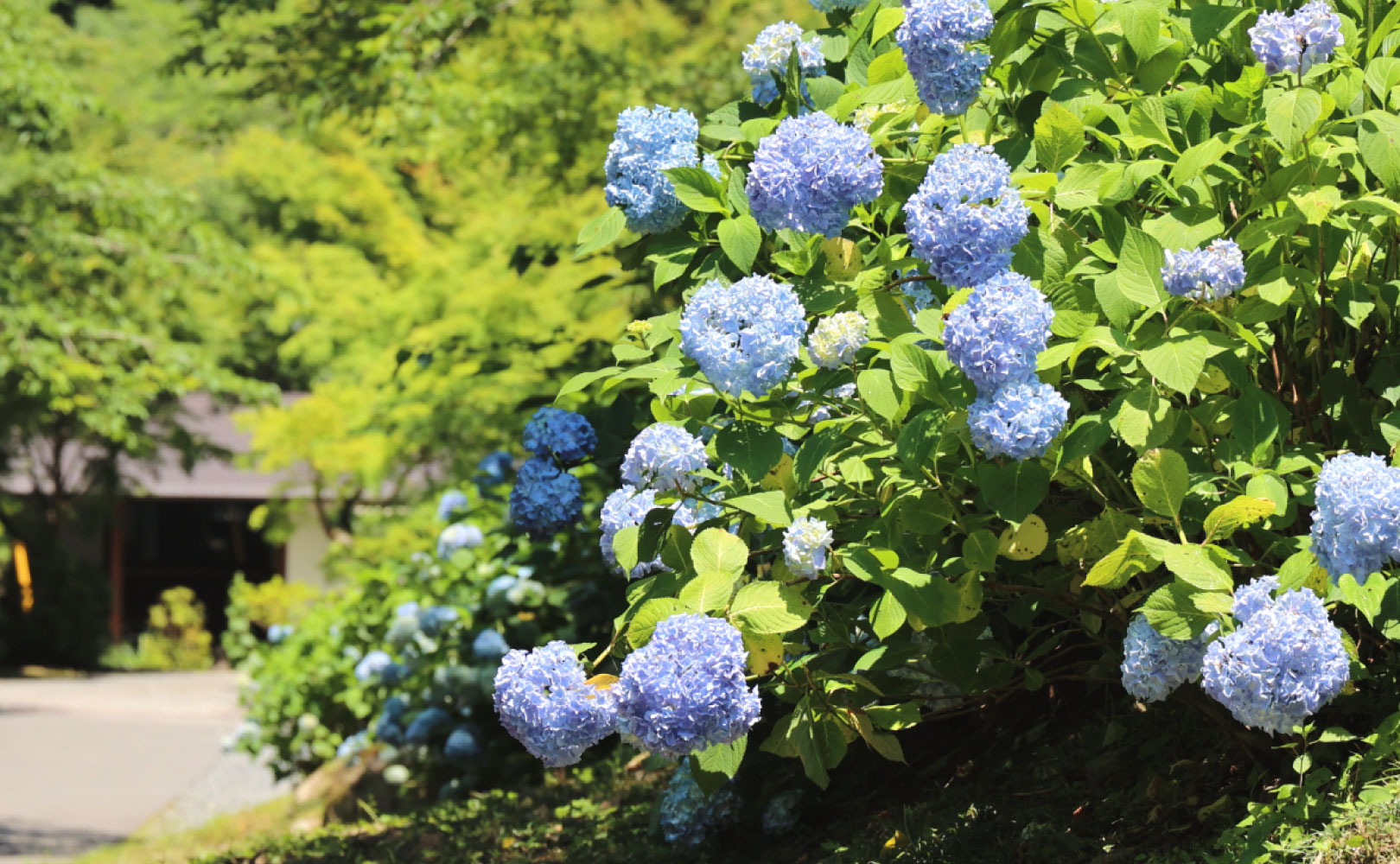 重源の郷/あさがお