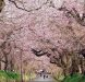 徳佐八幡宮のしだれ桜