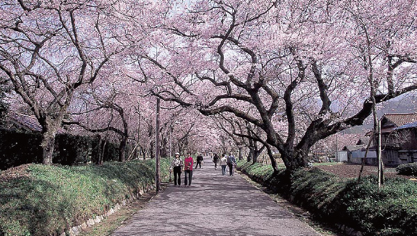 徳佐八幡宮のしだれ桜