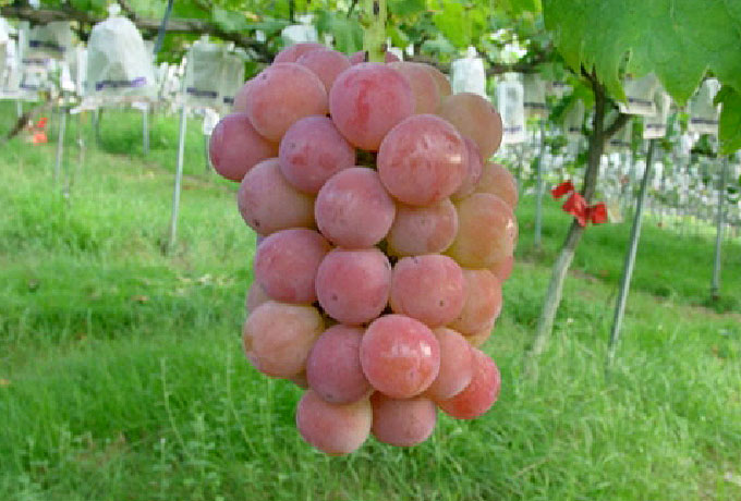 Grape-picking