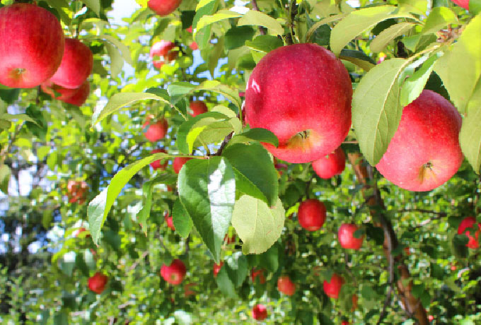 Apple picking
