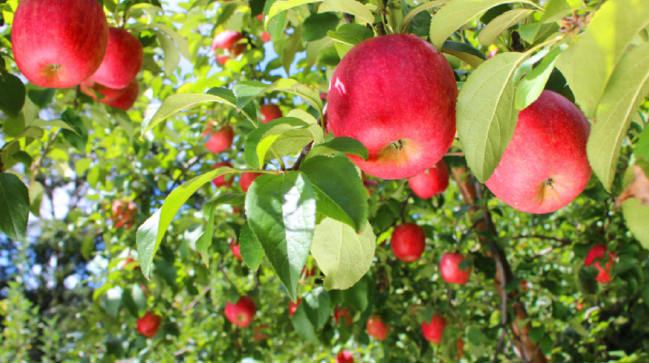 Apple picking