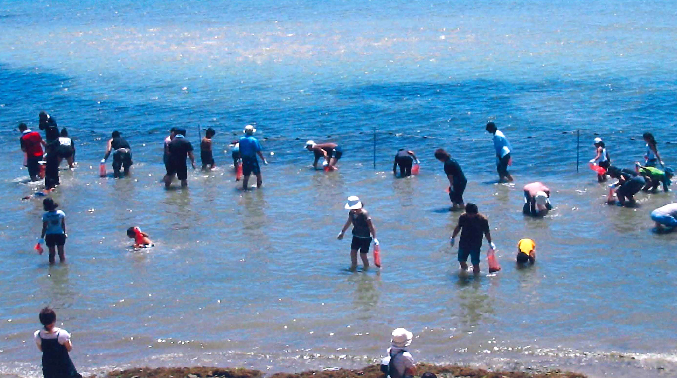 Prawn-catching experience (mini shrimp hunting world championship)